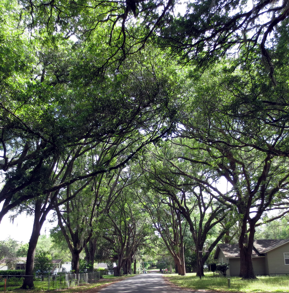 Town of Reddick, FL Official Site for the Town of Reddick, FL